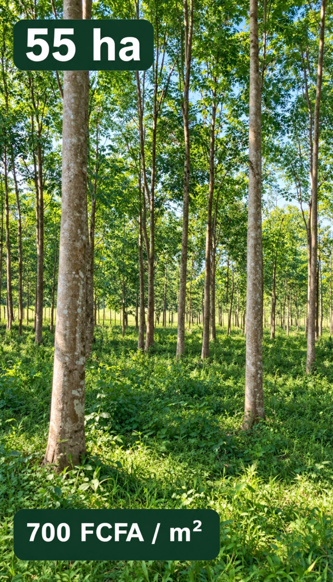 Hévéas de Moronou, vue de la plantation