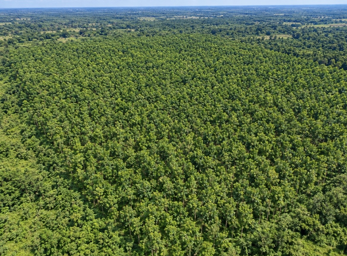 Vue aérienne de la plantation de Moronou
