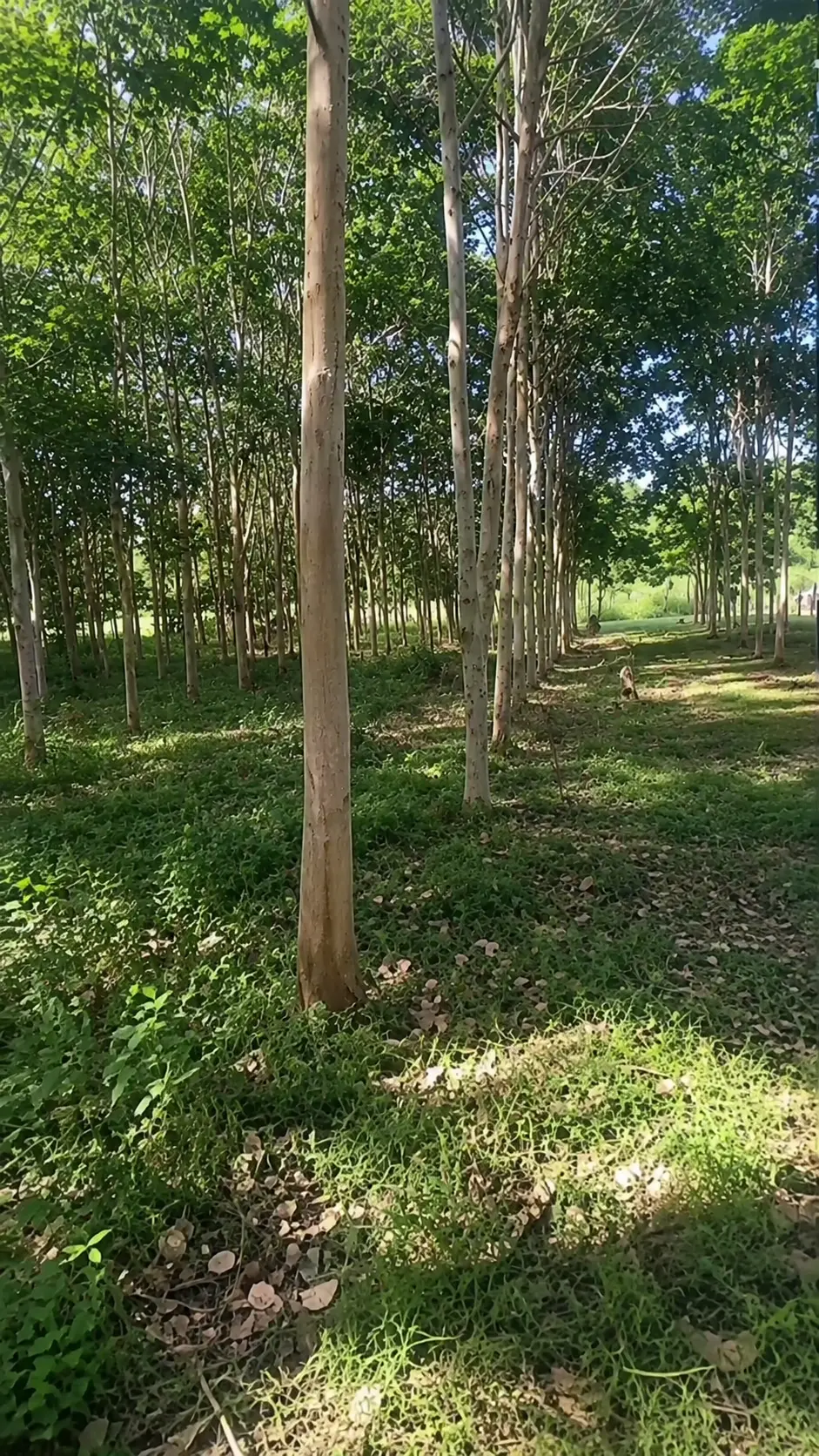 Plantation d’hévéa de Moronou · 55 ha