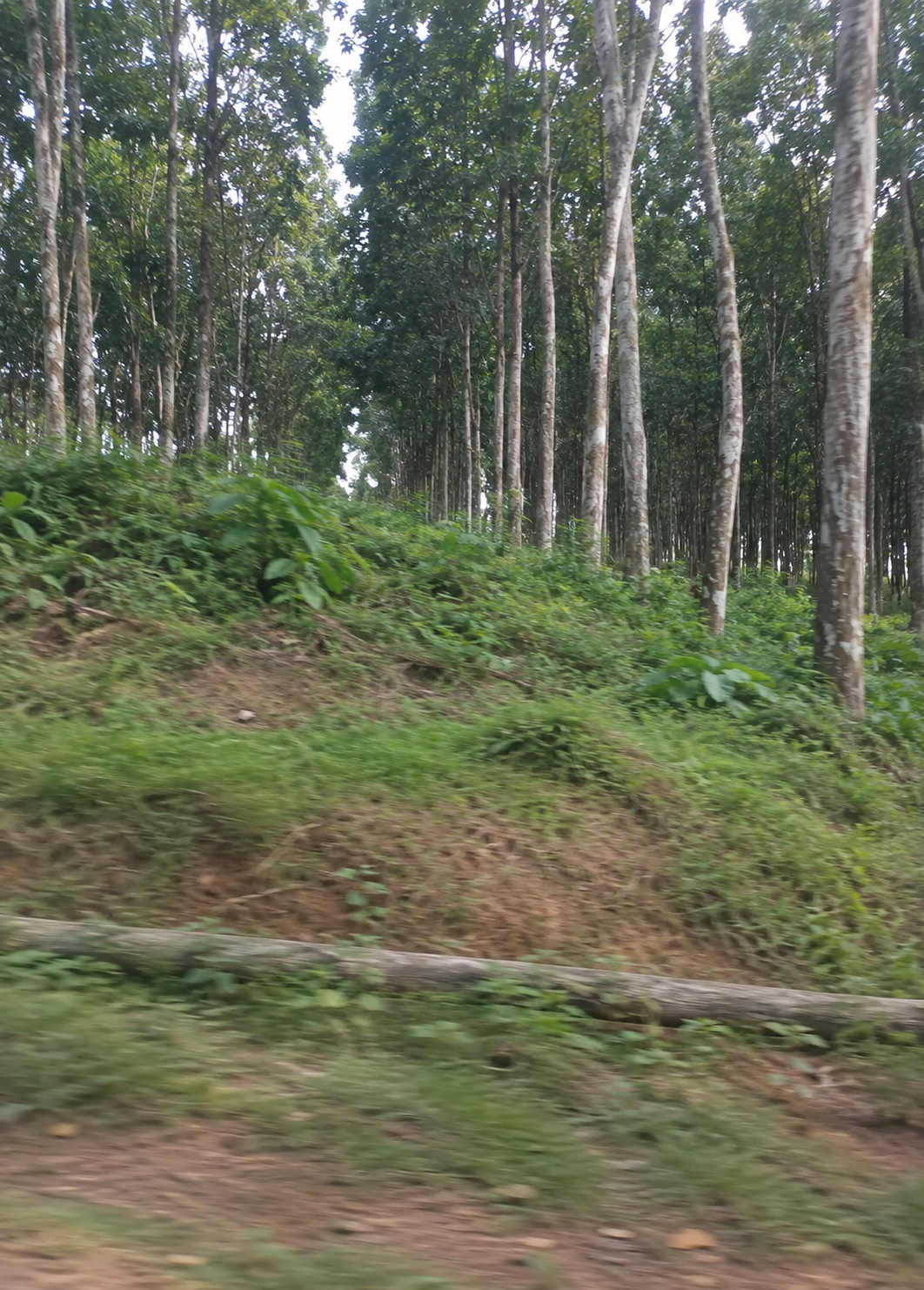 Alépé · 2 500 hectares